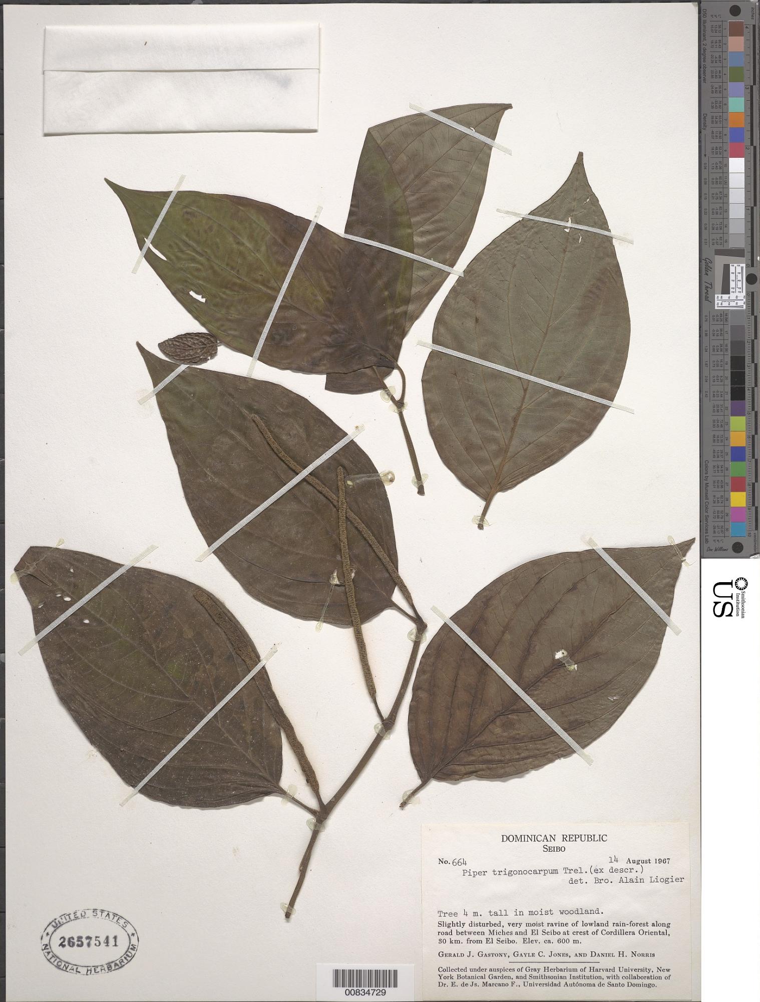 Piper trigonocarpum