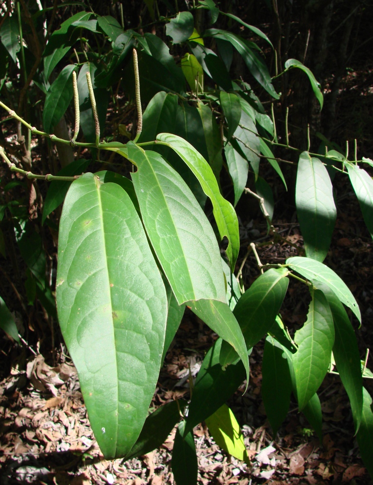 Piper tuberculatum