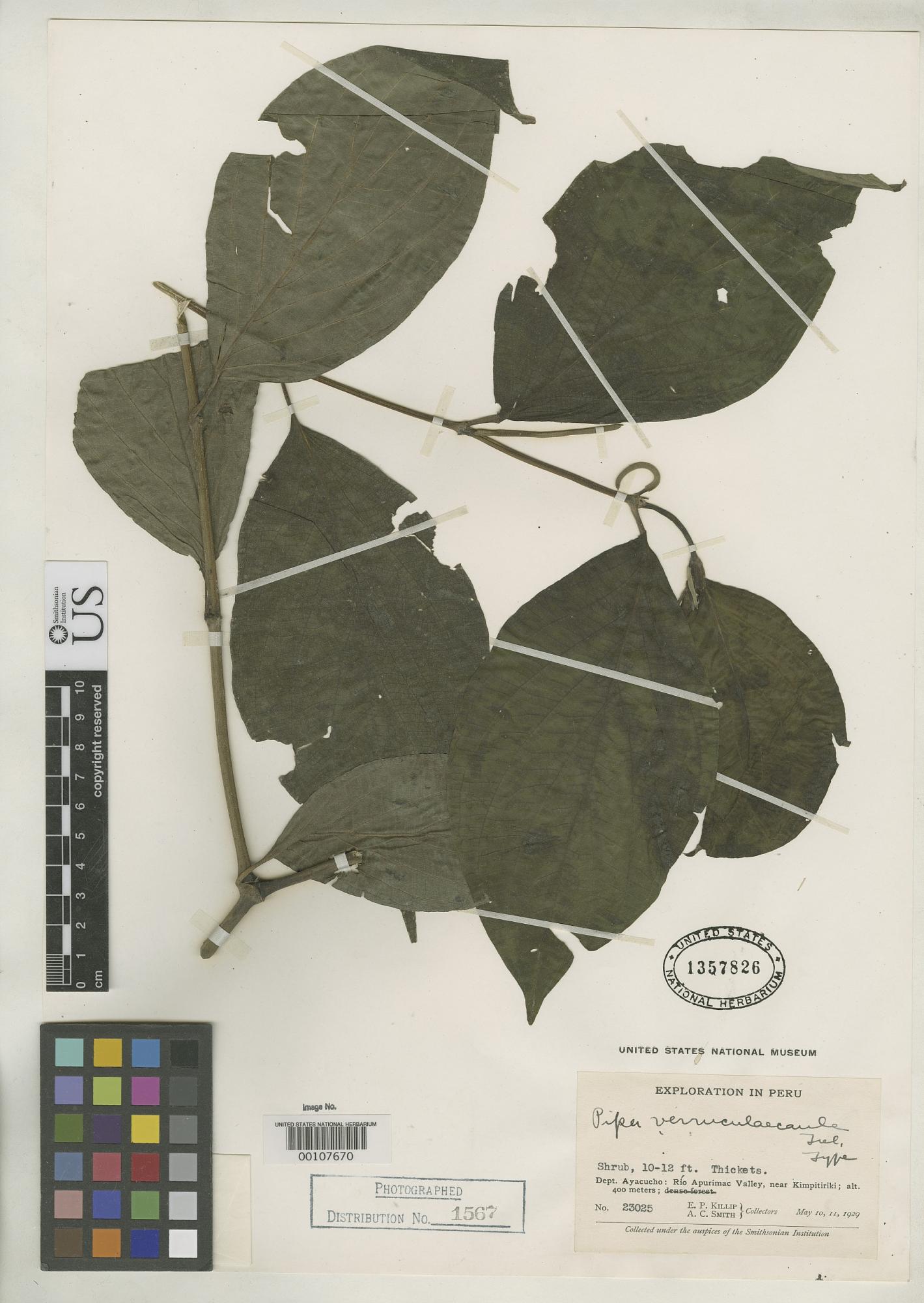 Piper verruculaecaule