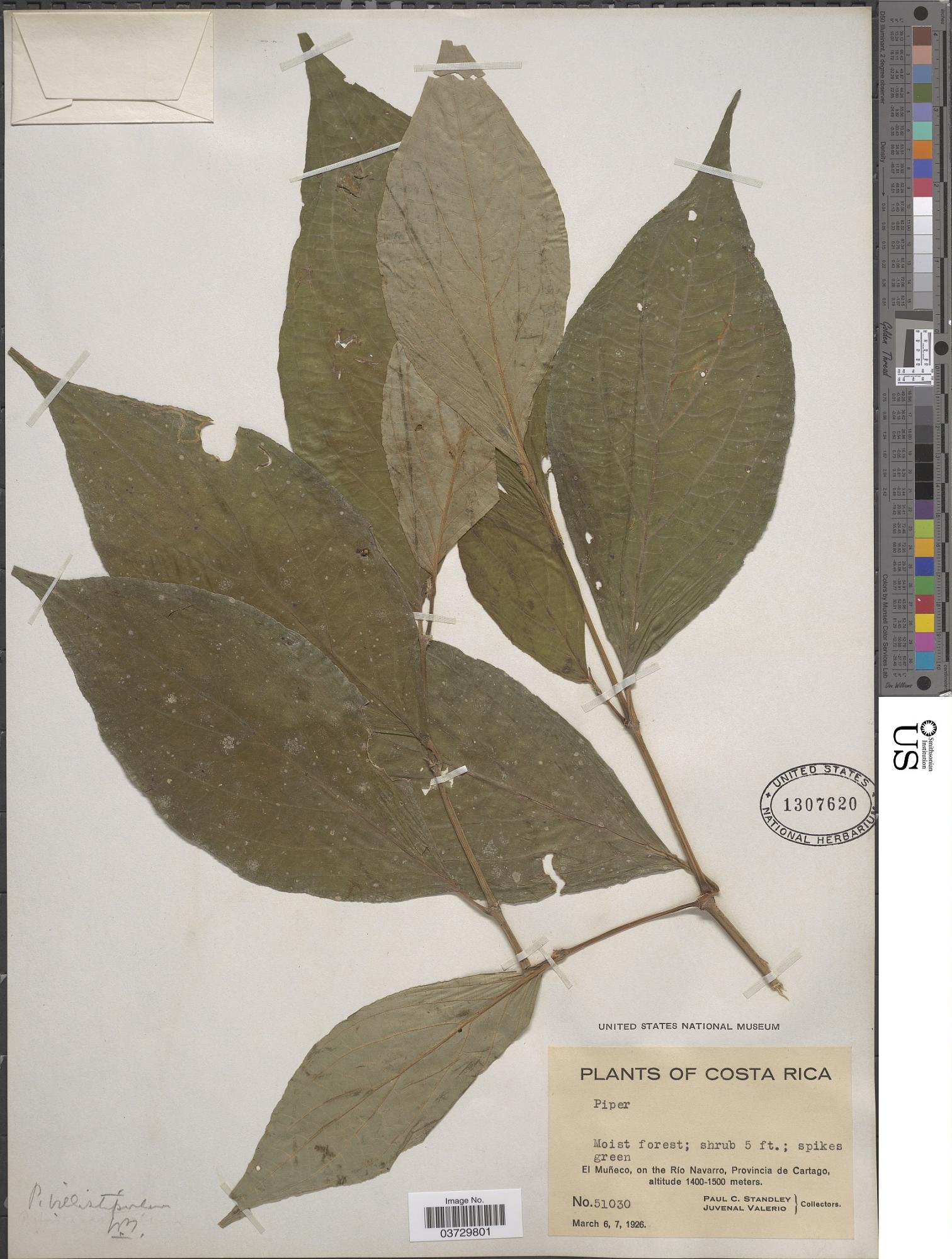 Piper villistipulum