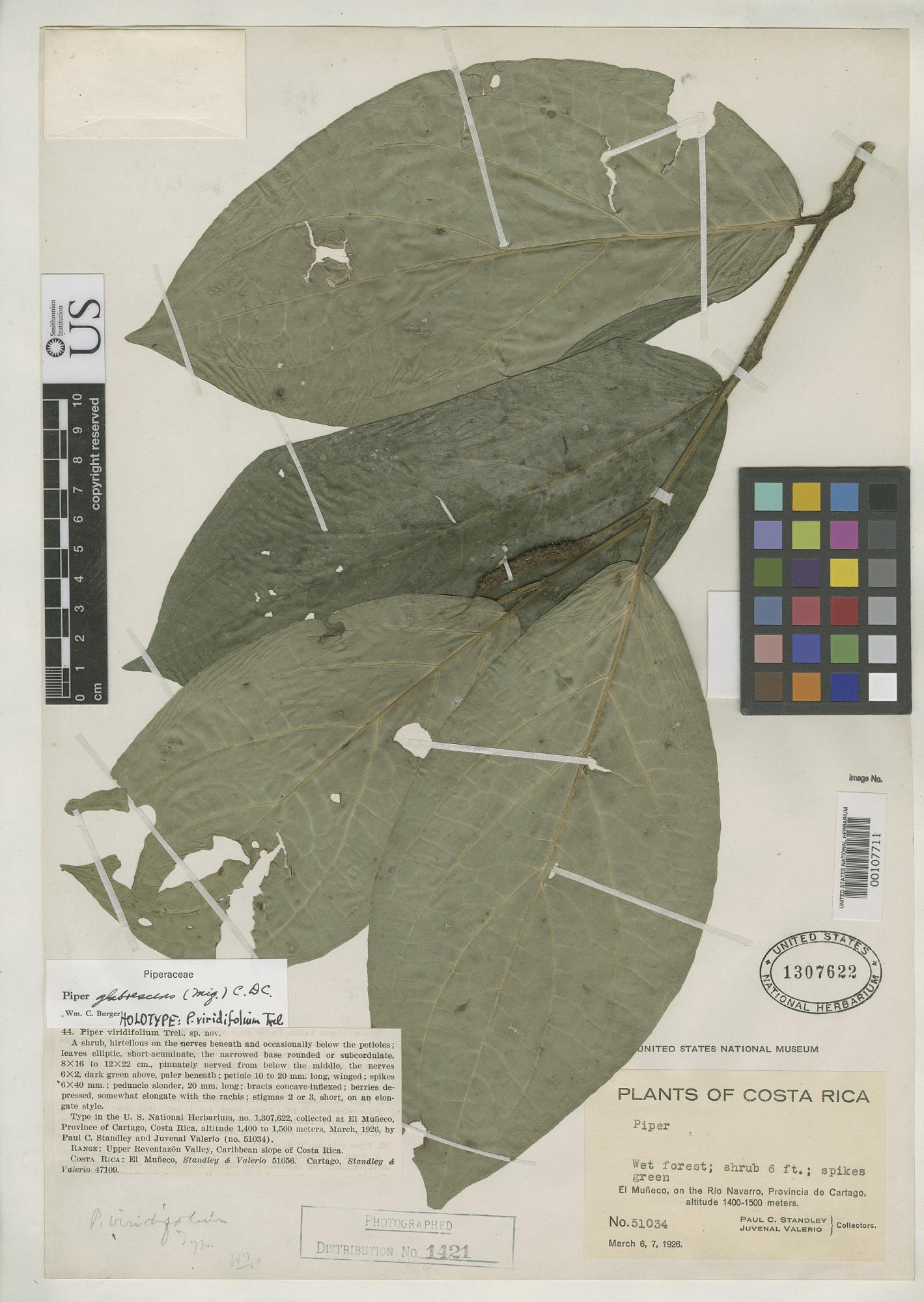 Piper viridifolium