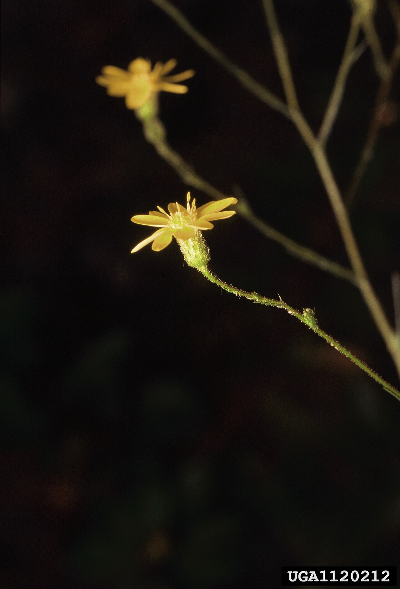 Pityopsis graminifolia