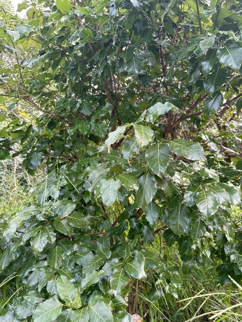 Platymiscium parviflorum