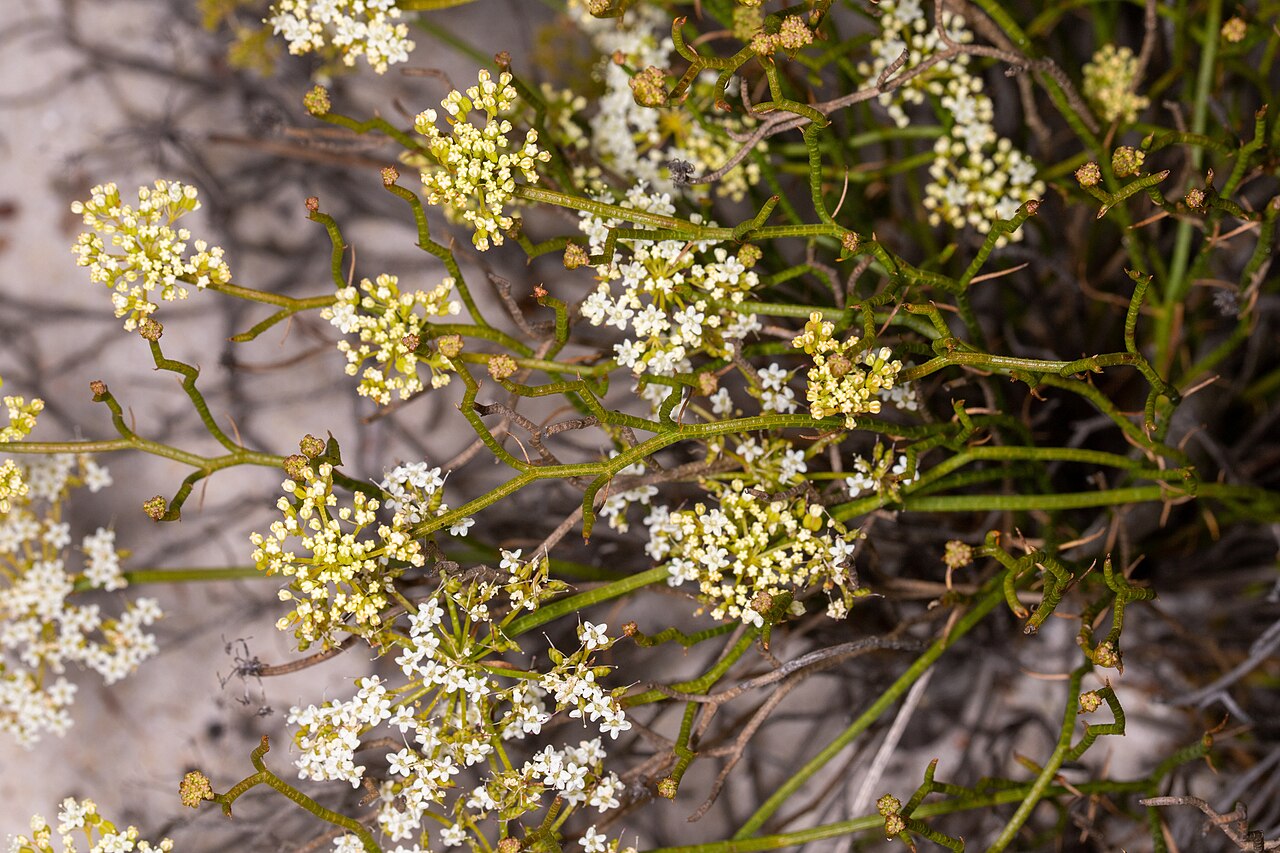 Platysace xerophila