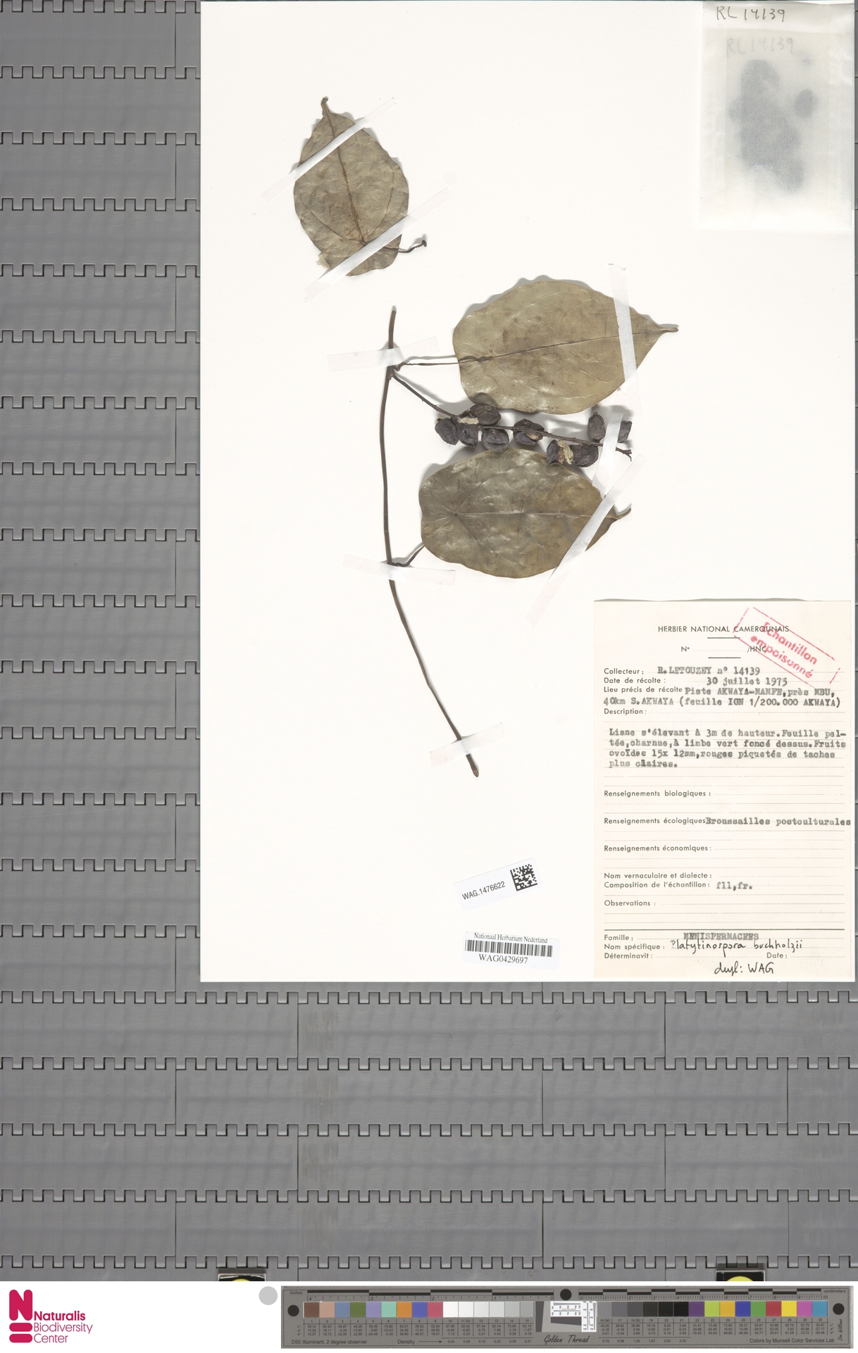 Platytinospora buchholzii