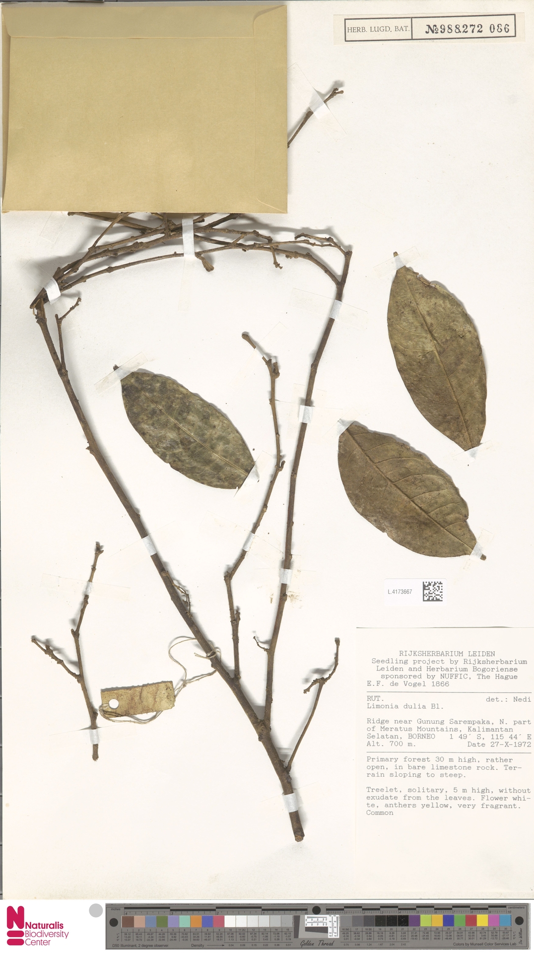 Pleiospermium dubium
