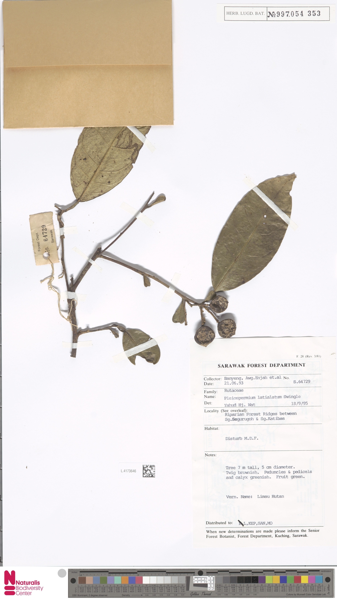 Pleiospermium latialatum
