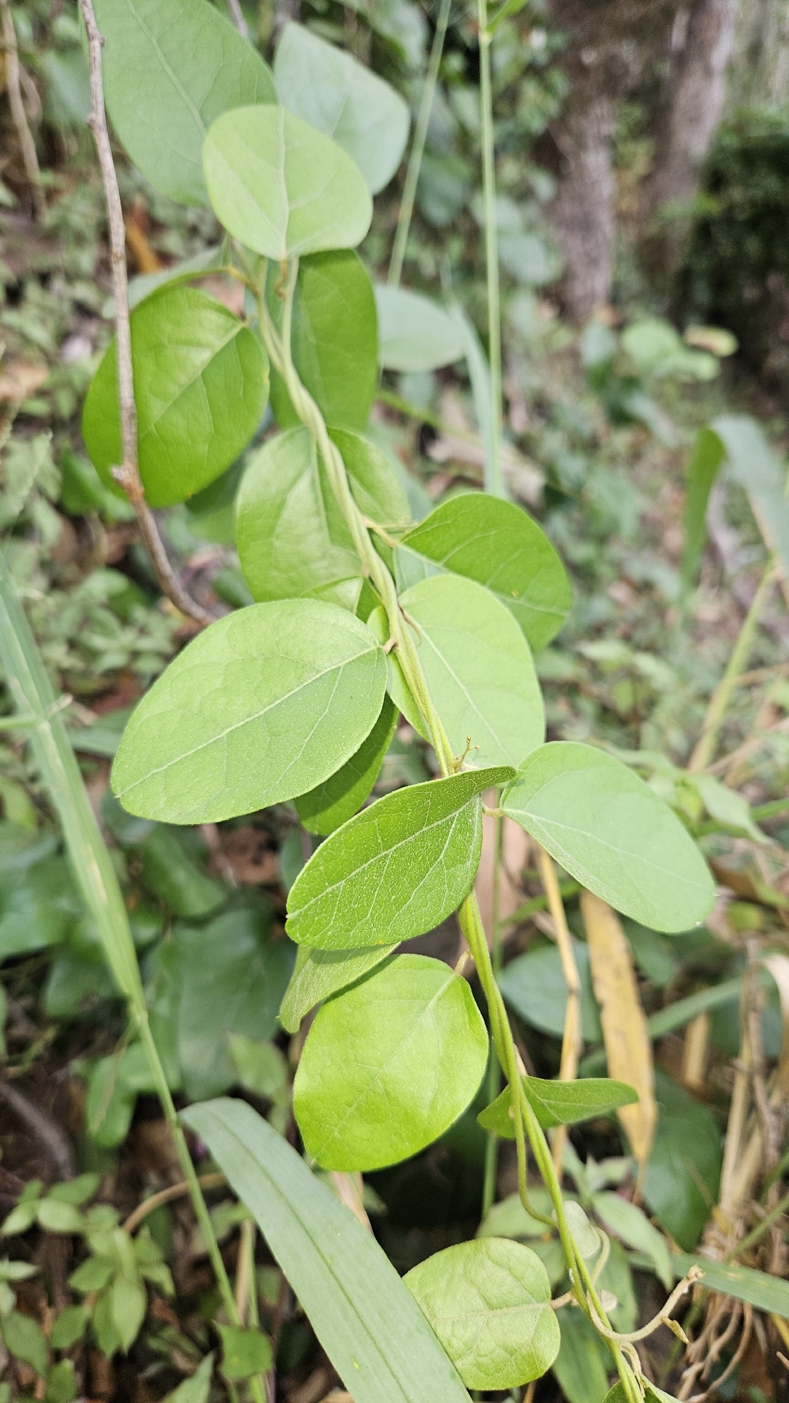 Pleogyne australis