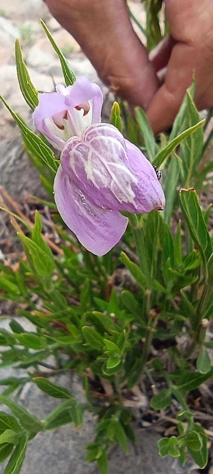 Poikilacanthus tweedianus