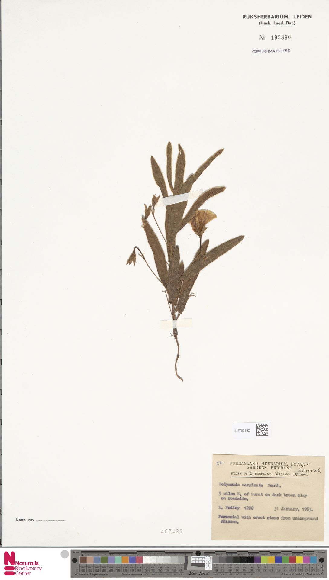 Polymeria marginata