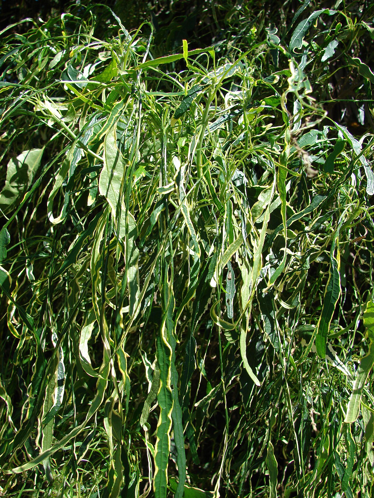Polyscias cumingiana