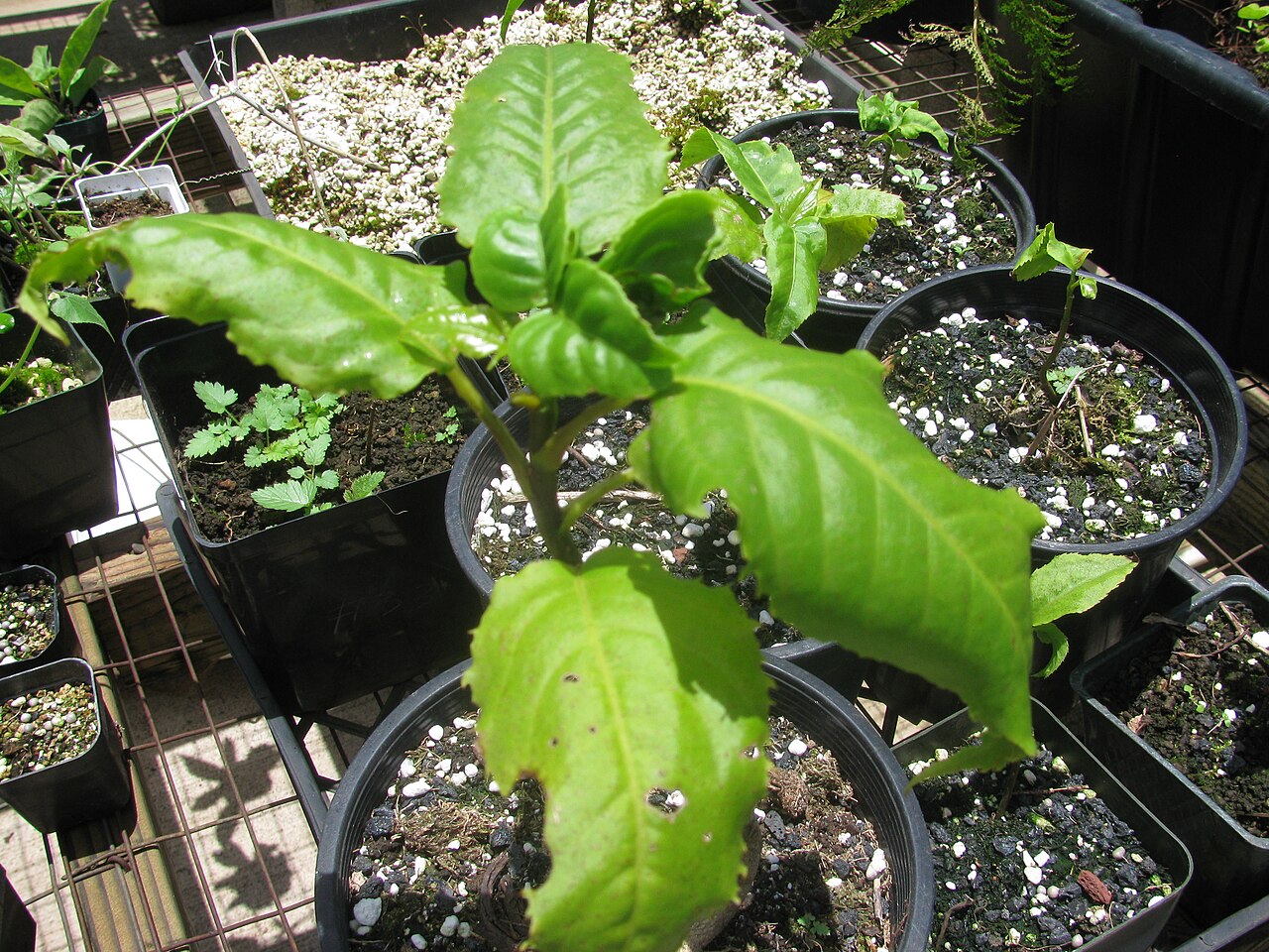 Polyscias kavaiensis