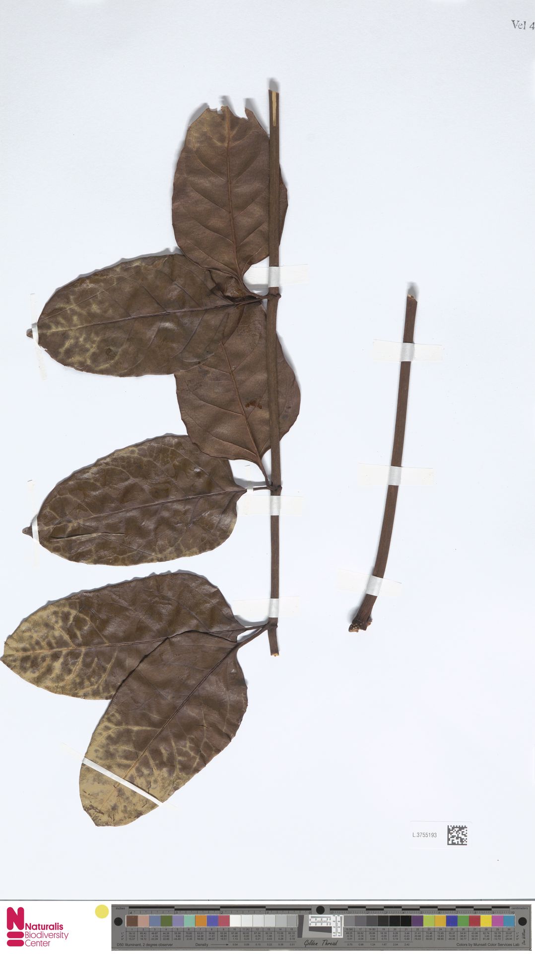 Polyscias macranthum