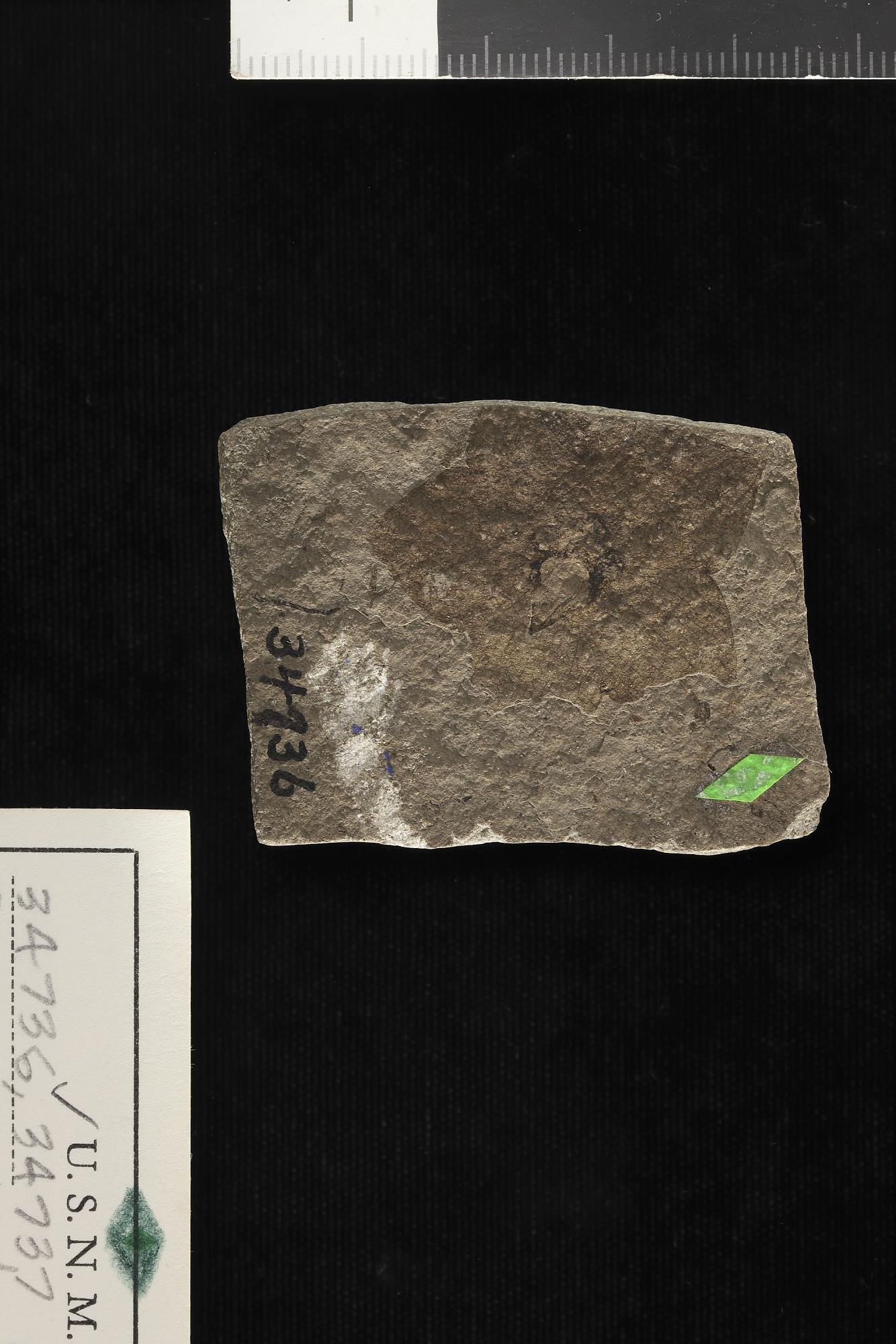 Porana similis