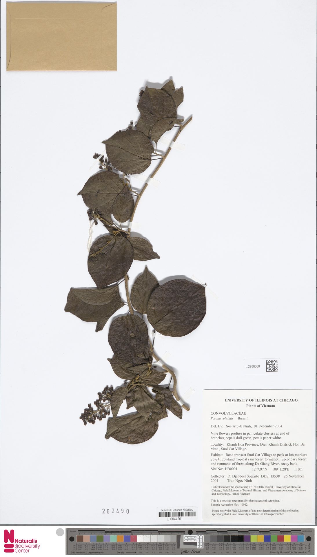 Porana volubilis