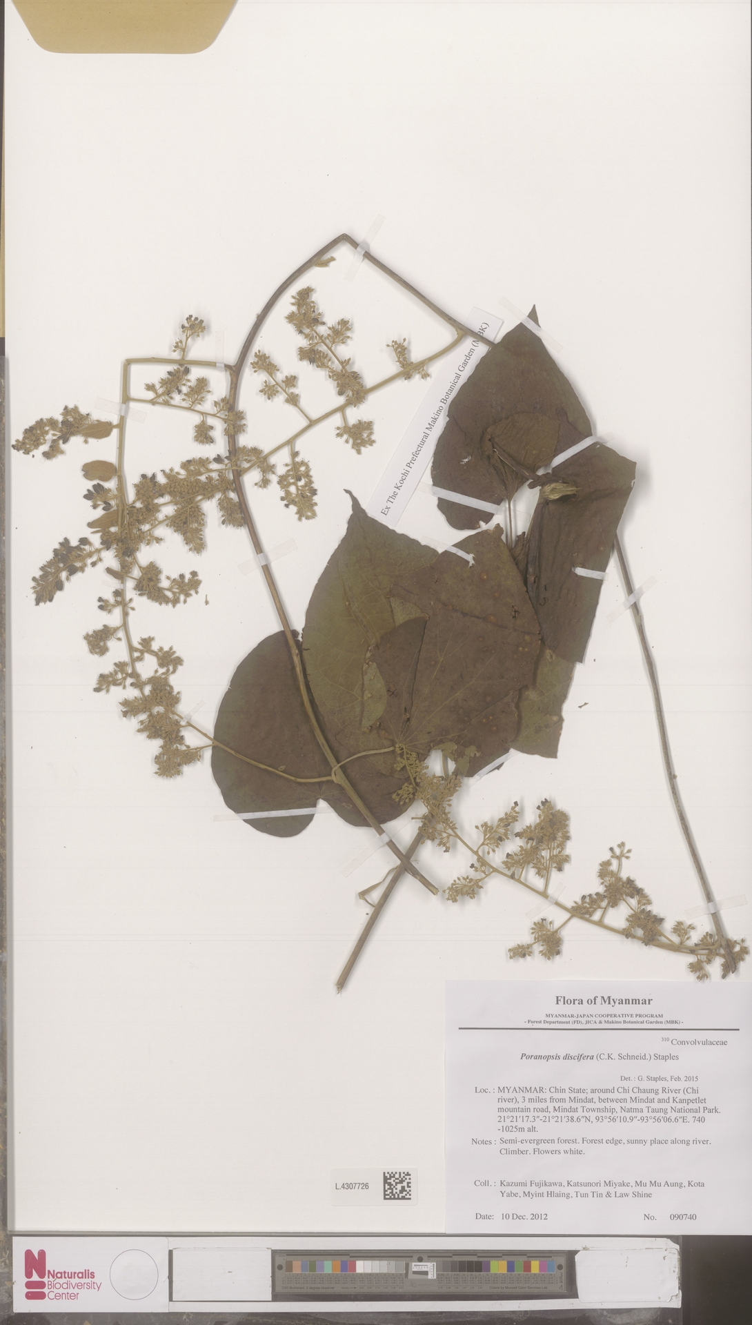 Poranopsis discifera