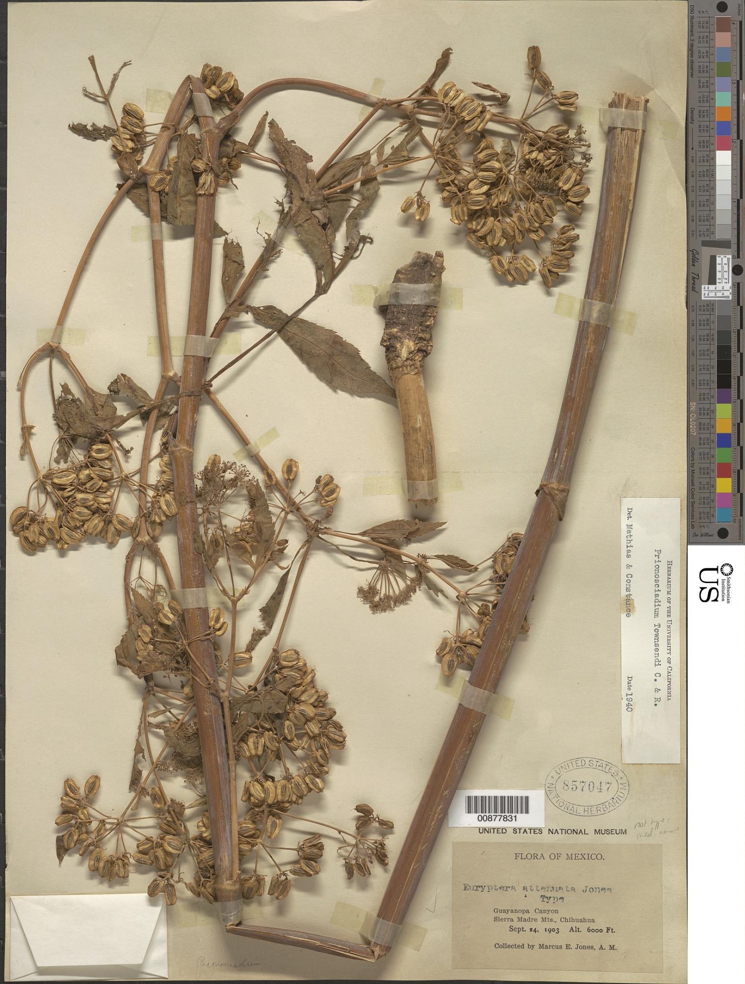Prionosciadium townsendii