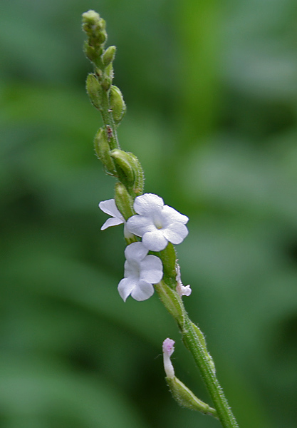 Priva cordifolia