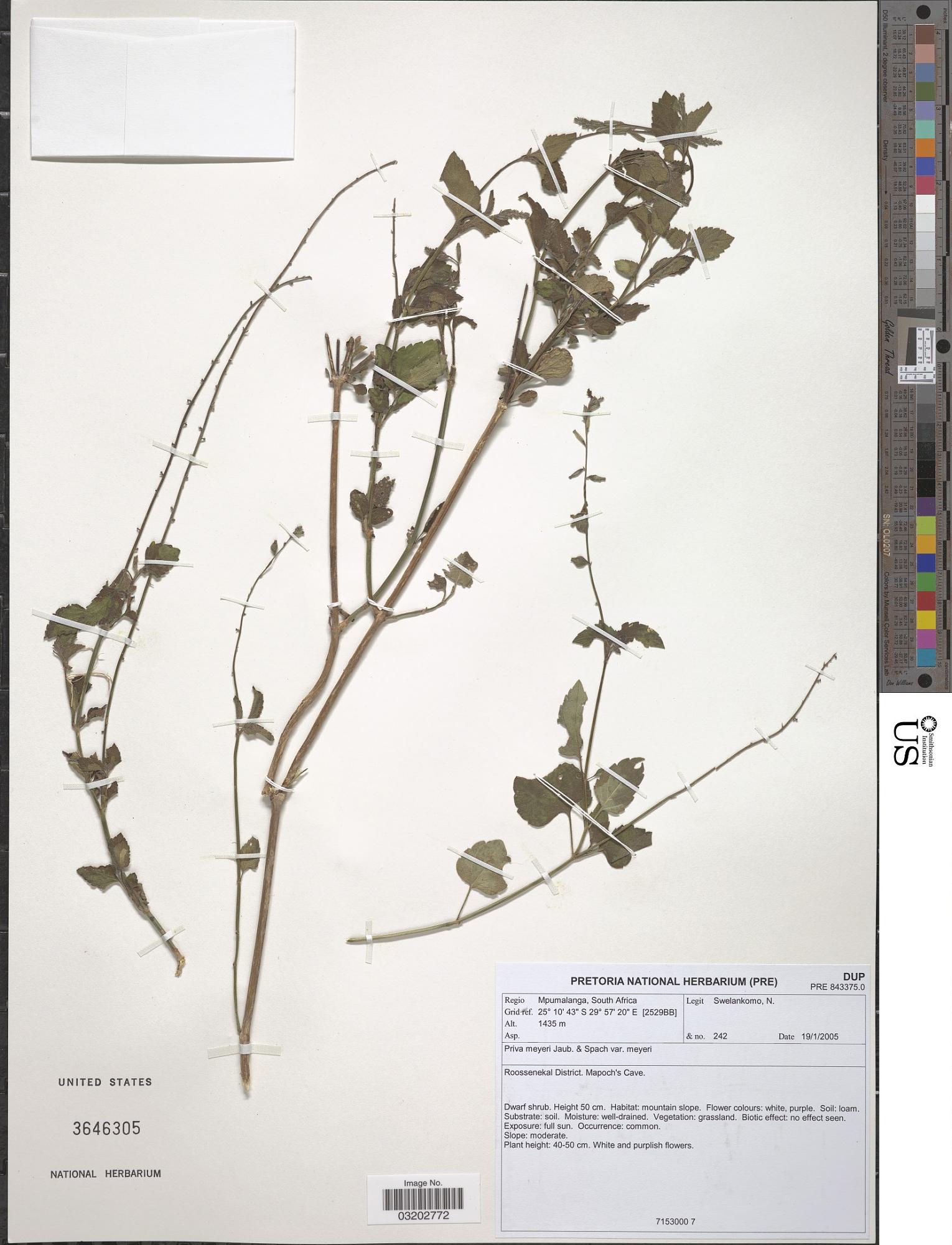 Priva meyeri