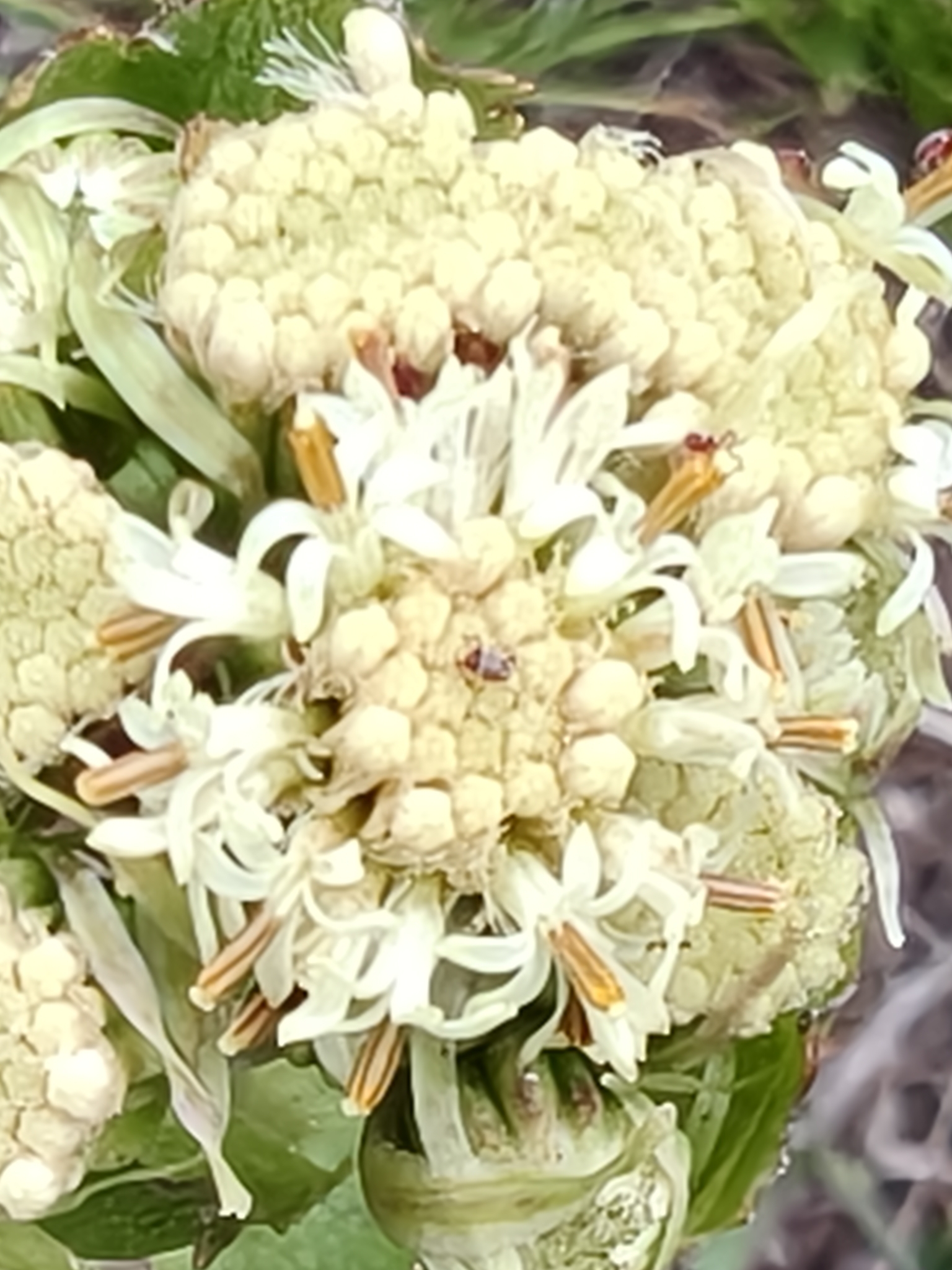 Psacalium amplum