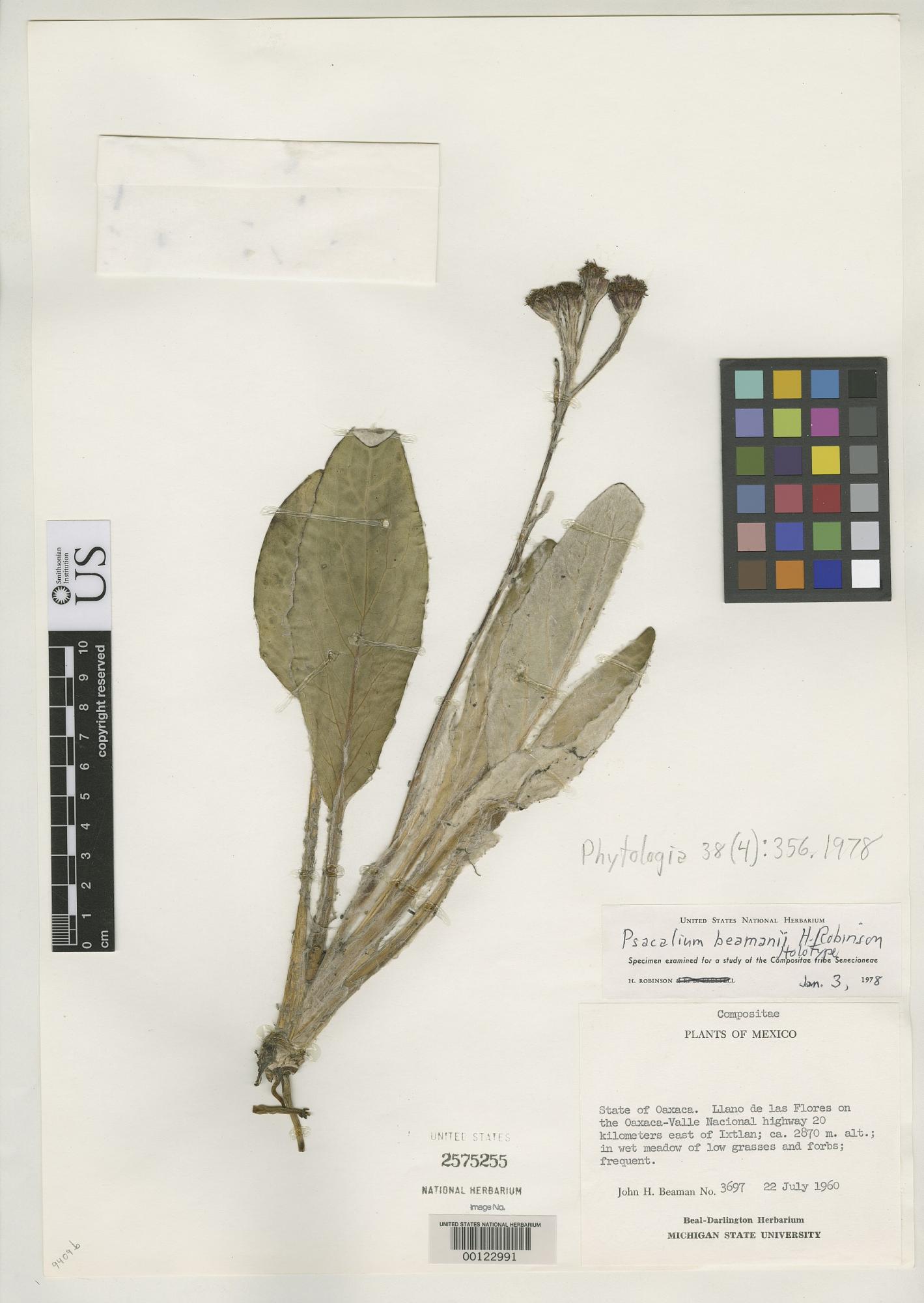 Psacalium beamanii