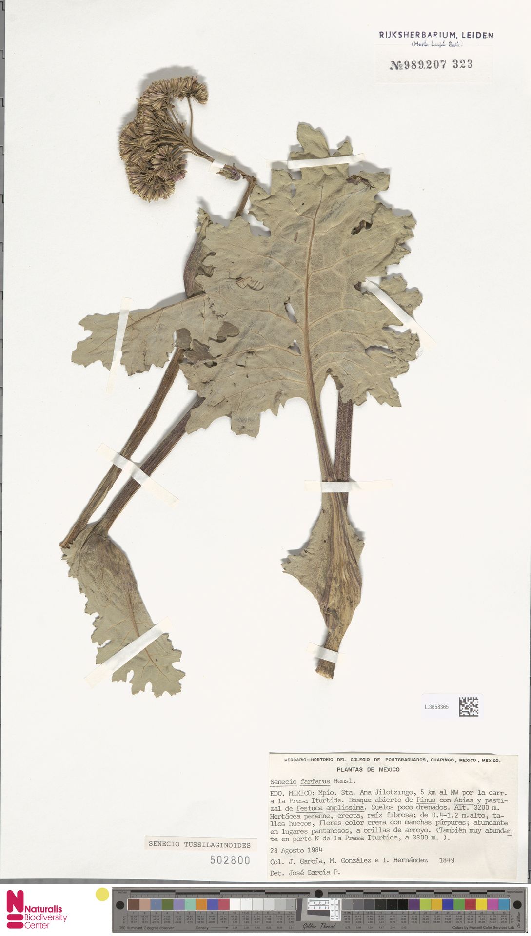 Psacalium tussilaginoides