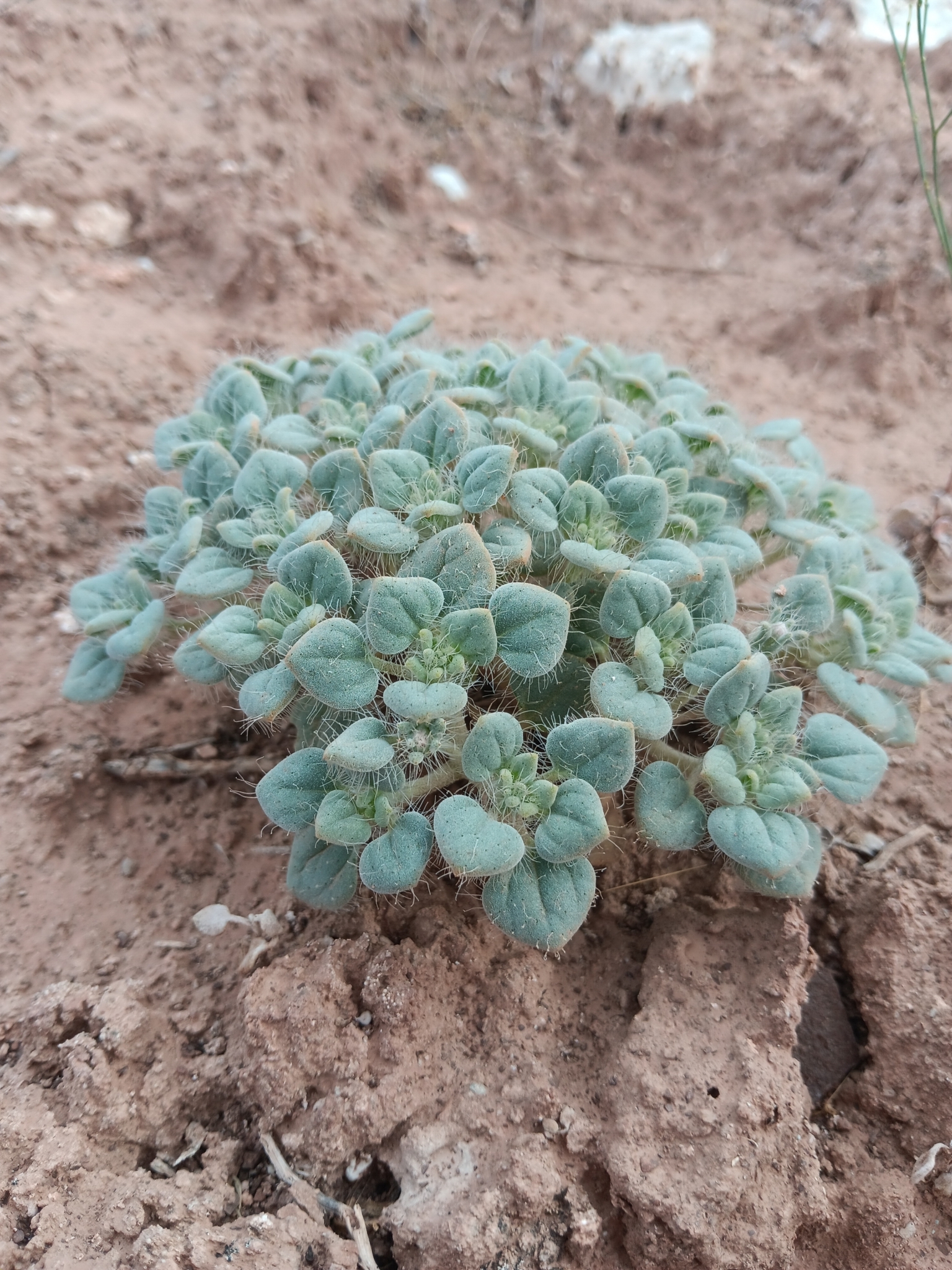 Psathyrotes pilifera