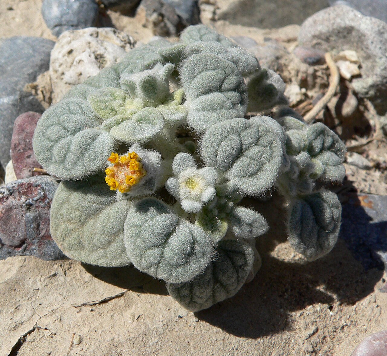 Psathyrotes ramosissima