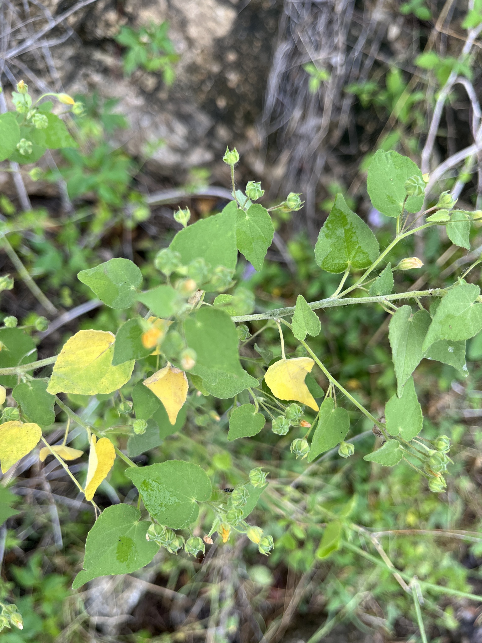 Pseudabutilon umbellatum