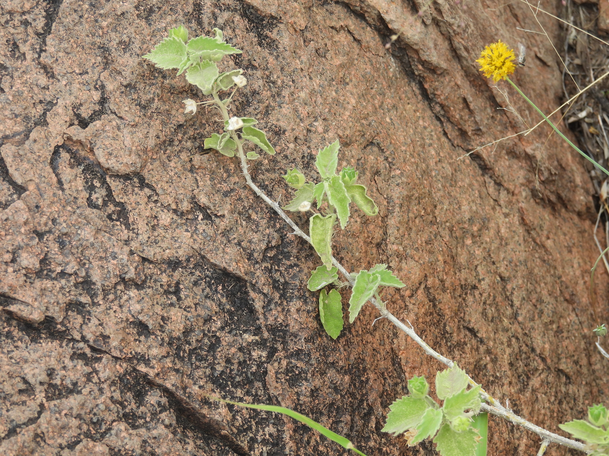 Pseudabutilon virgatum