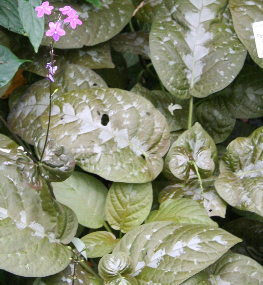 Pseuderanthemum alatum