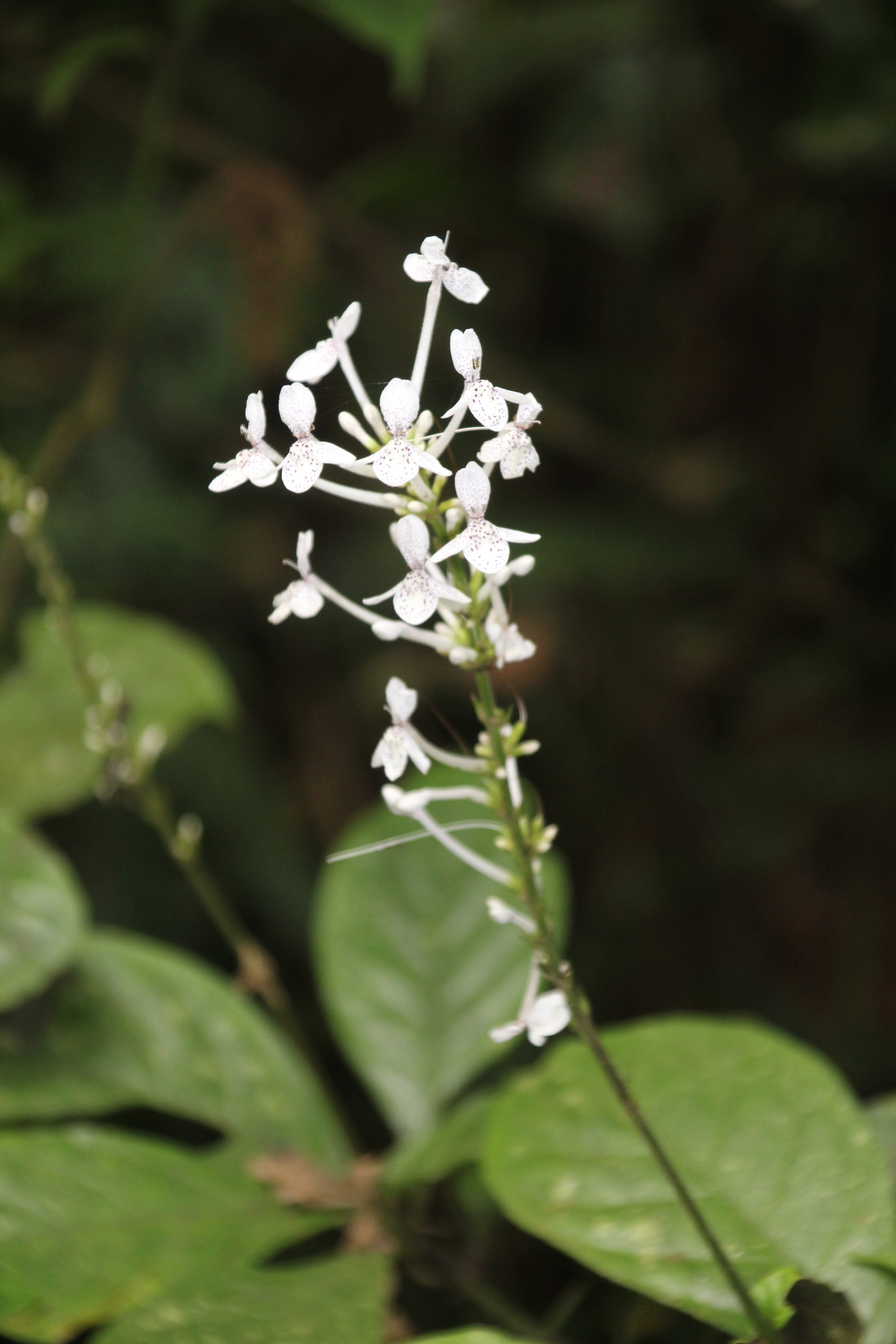 Pseuderanthemum ludovicianum
