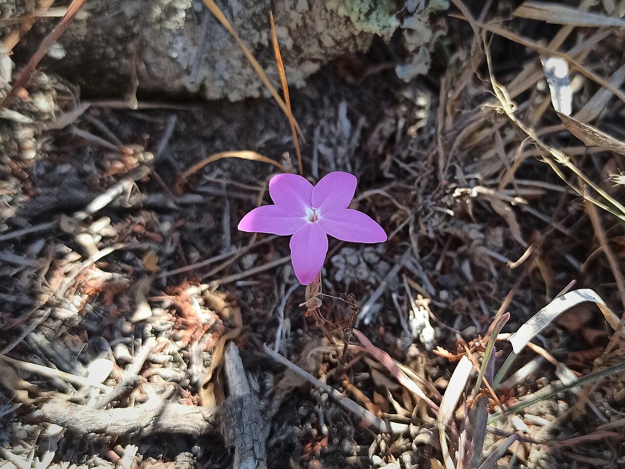 Pseuderanthemum praecox