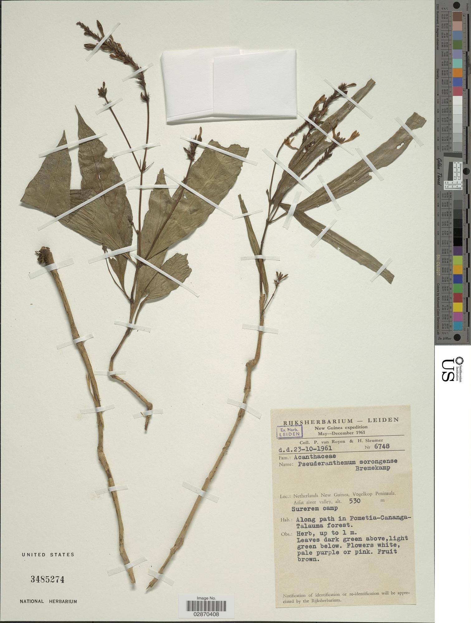 Pseuderanthemum sorongense