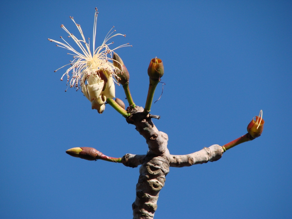 Pseudobombax longiflorum