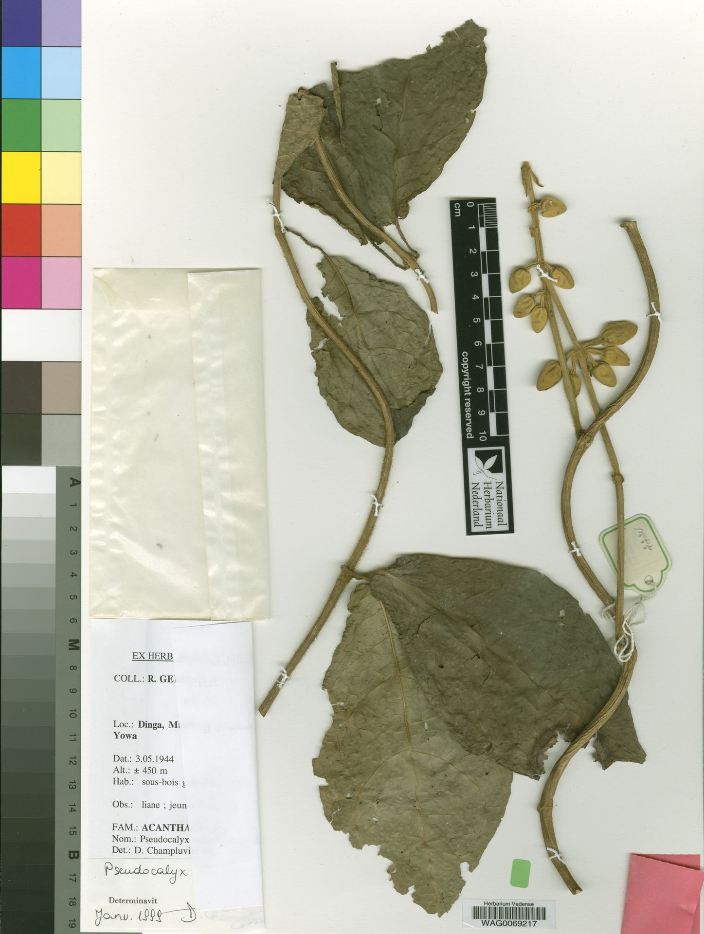 Pseudocalyx ochraceus