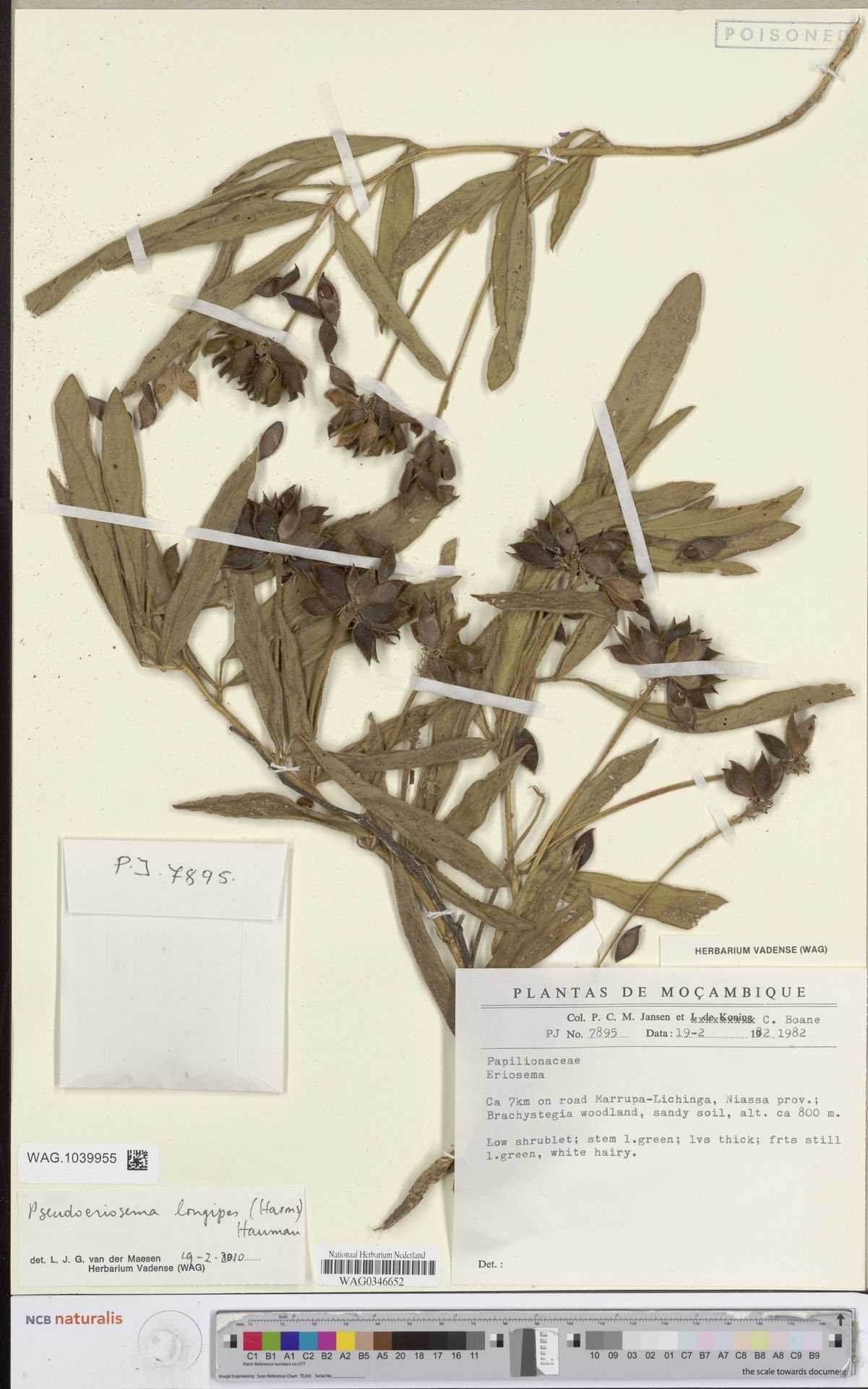Pseudoeriosema longipes