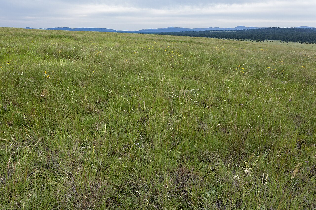 Pseudognaphalium arizonicum