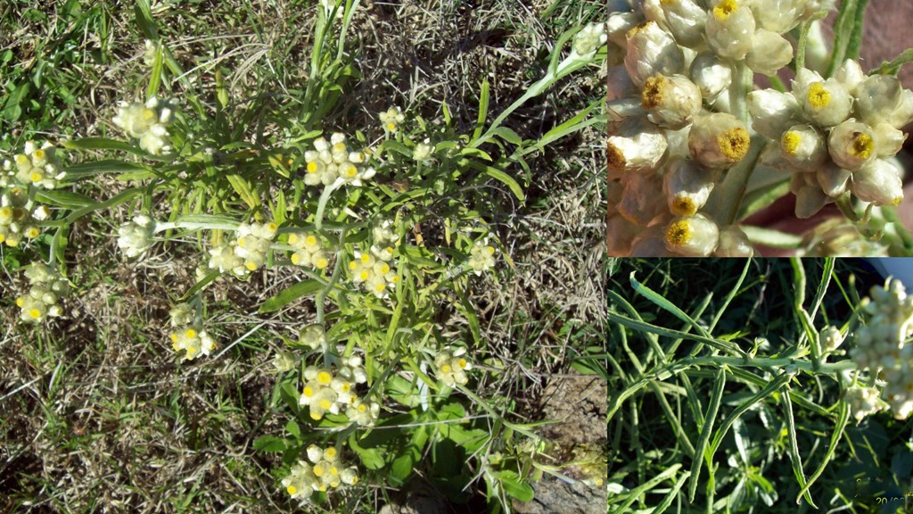 Pseudognaphalium gaudichaudianum