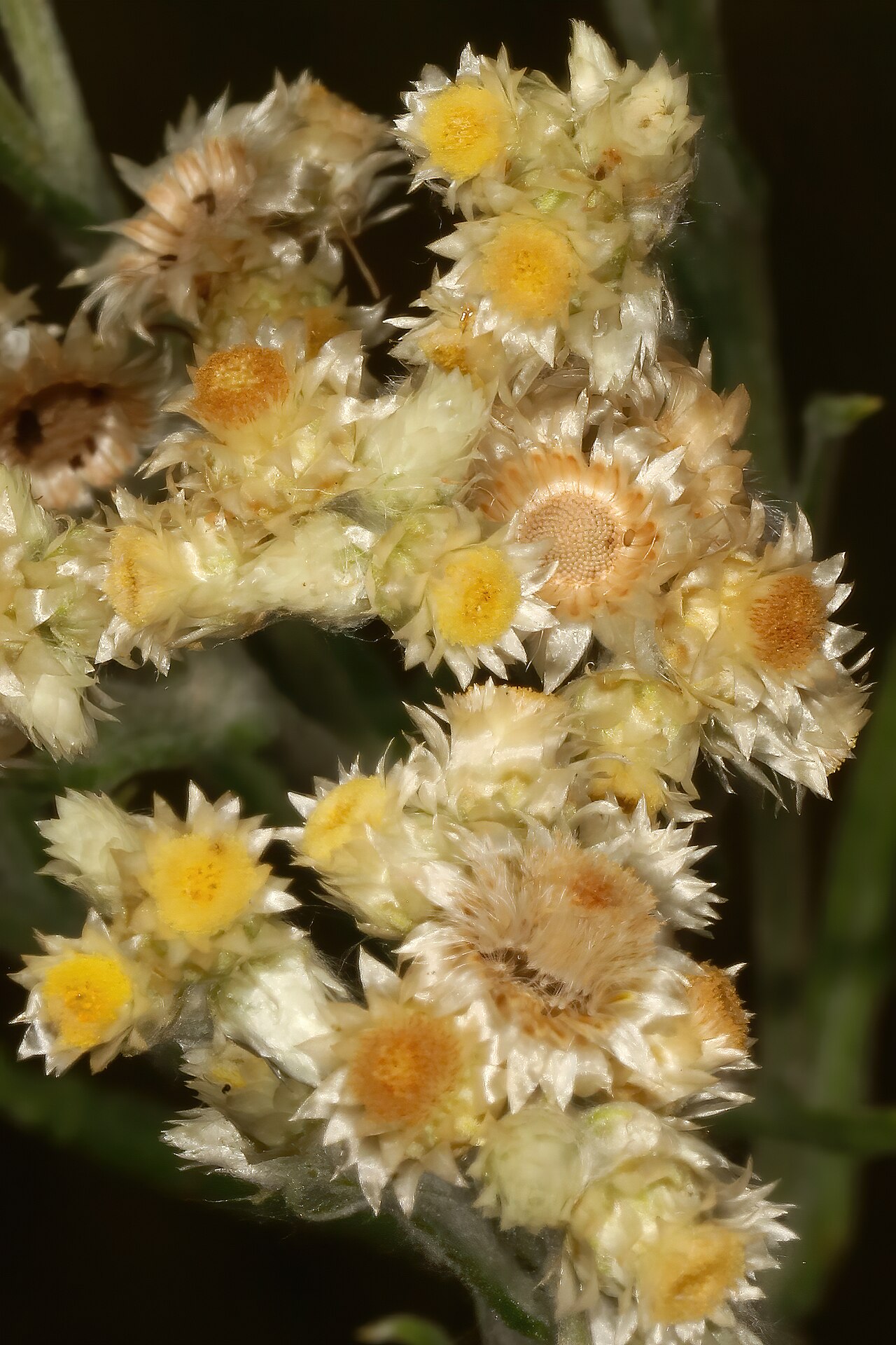 Pseudognaphalium oligandrum