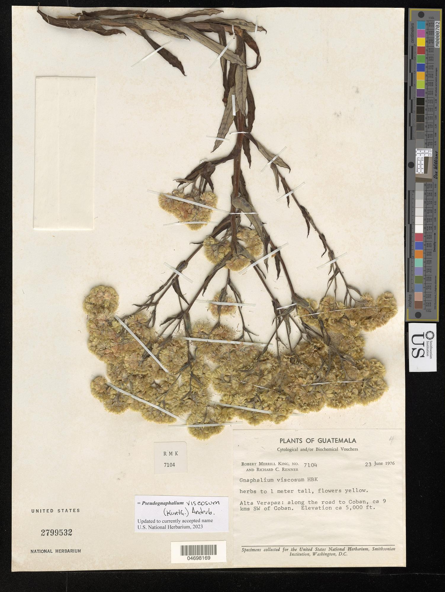 Pseudognaphalium perelegans