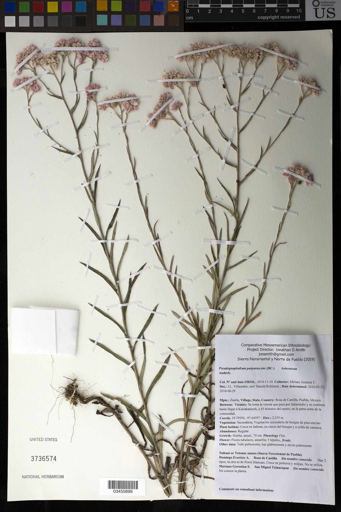Pseudognaphalium purpurascens