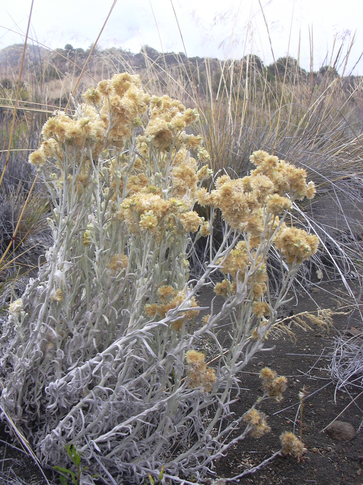 Pseudognaphalium sandwicensium