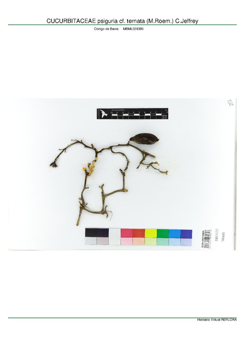 Psiguria ternata