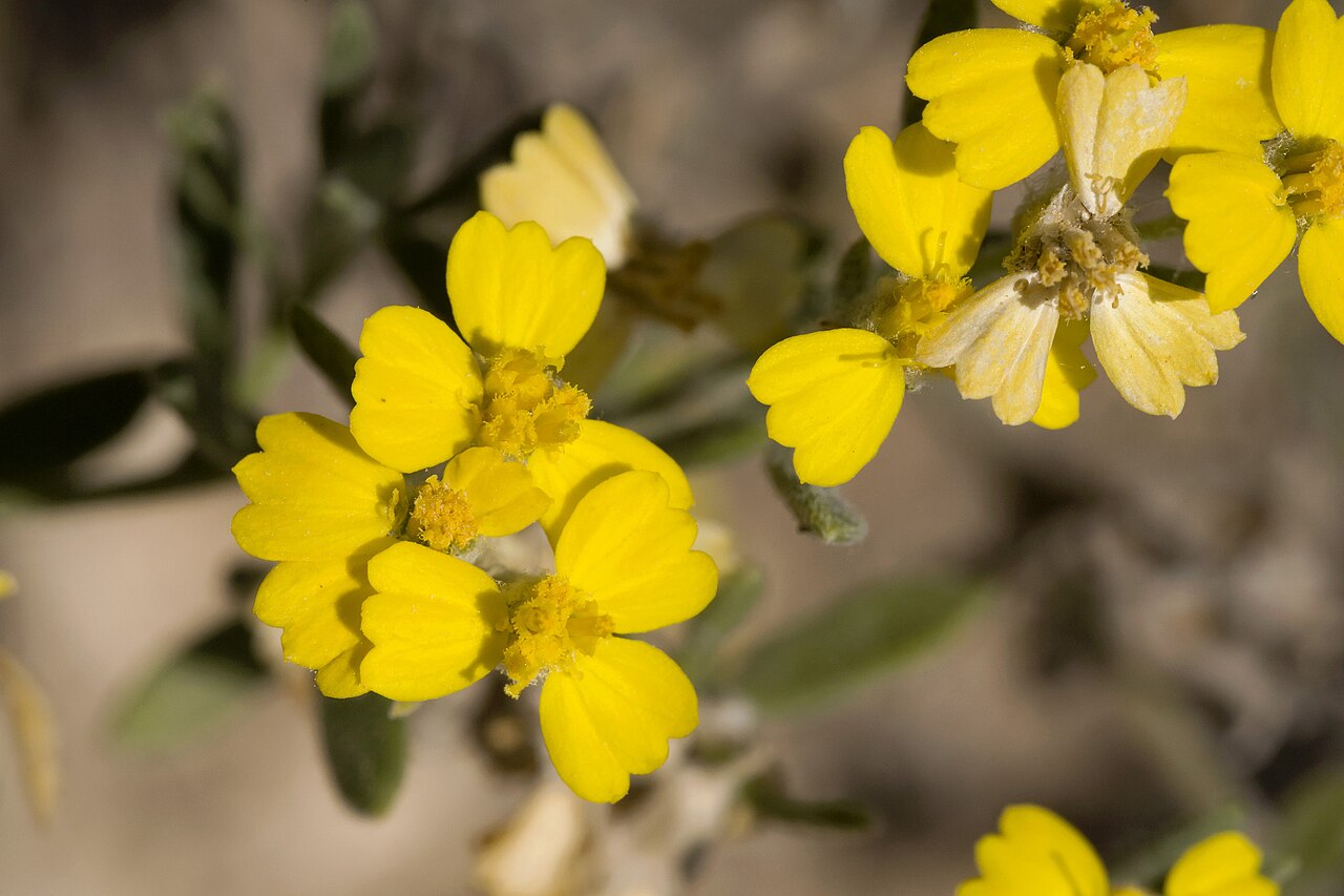 Psilostrophe villosa