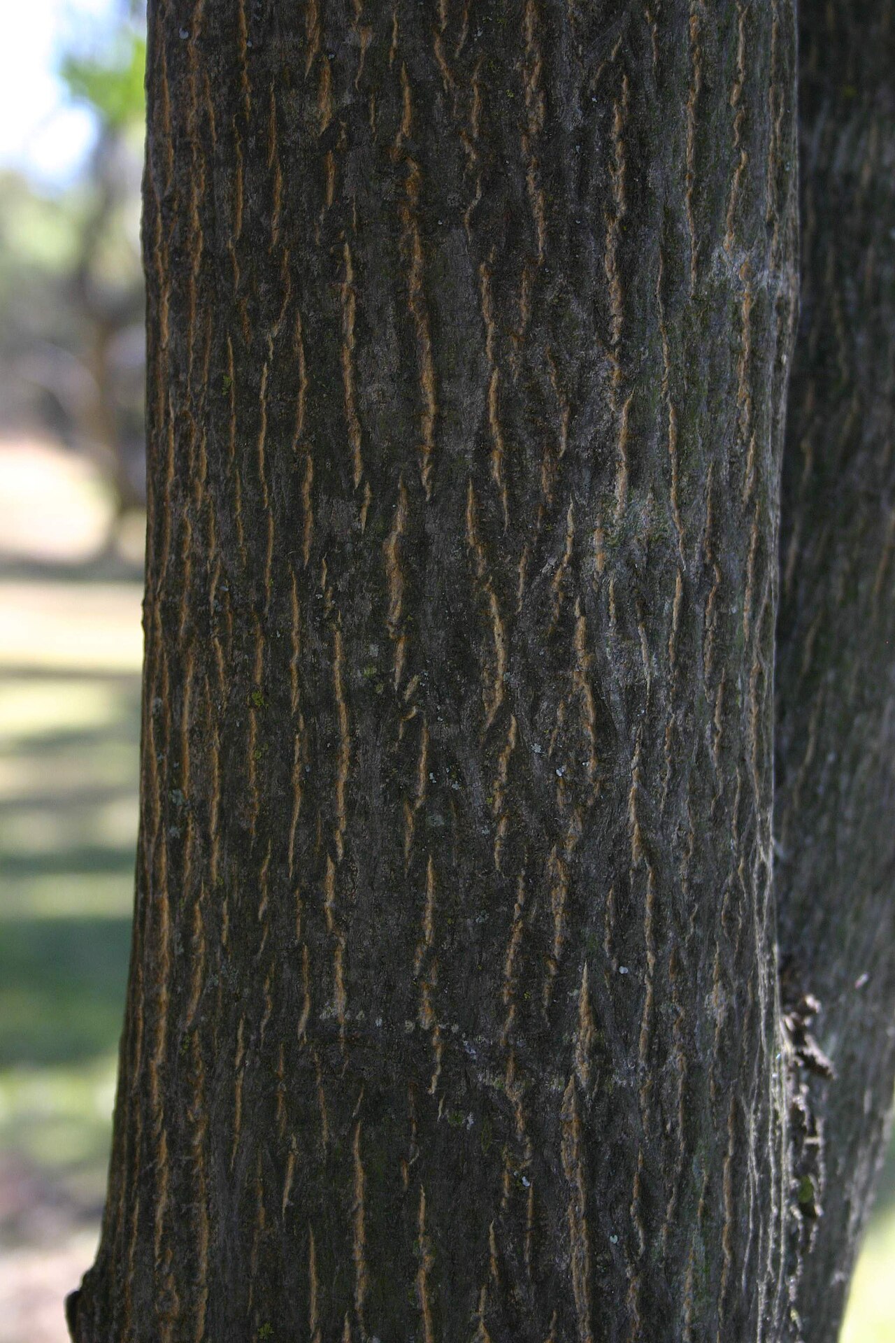 Ptaeroxylon obliquum
