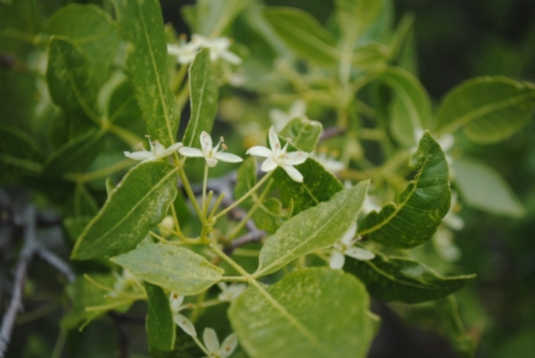 Ptelea crenulata