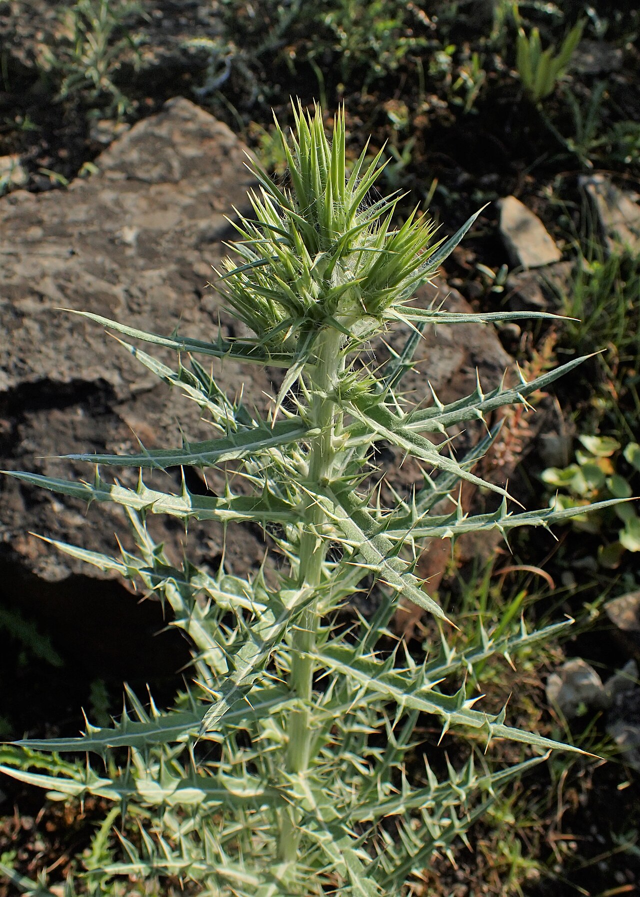 Ptilostemon afer