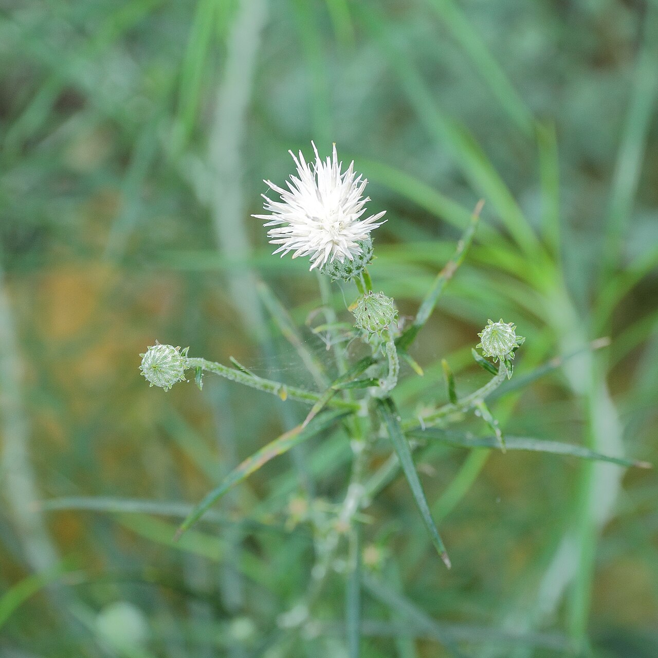 Ptilostemon chamaepeuce