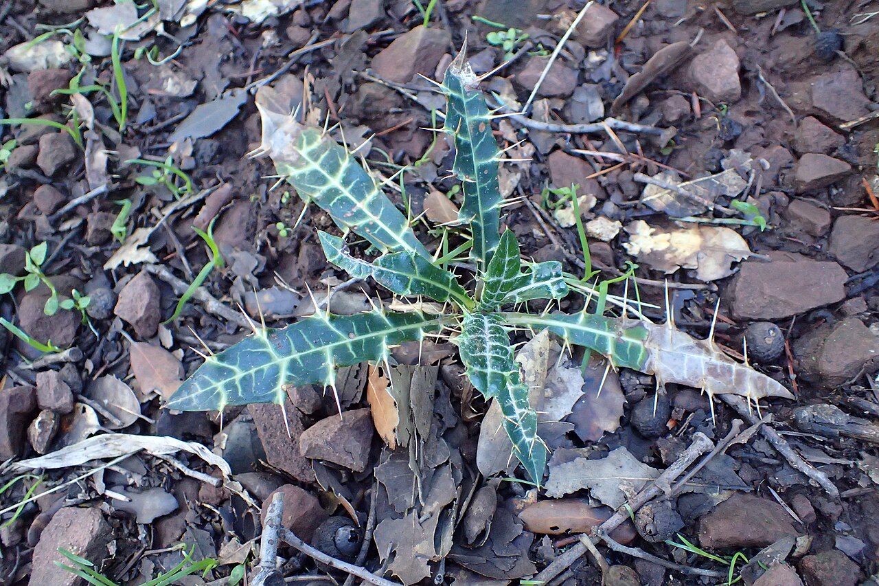 Ptilostemon dyricola